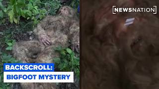 Bigfoot hunt mystery: DNA testing, alleged remains and unanswered questions | Backscroll