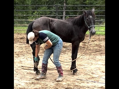 Teach a Wild Horse to Pick Up Its Feet; Part 1: A Calm- Type Horse