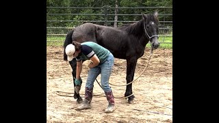 Teach A Wild Horse To Pick Up Its Feet Part 1 A Calm- Type Horse