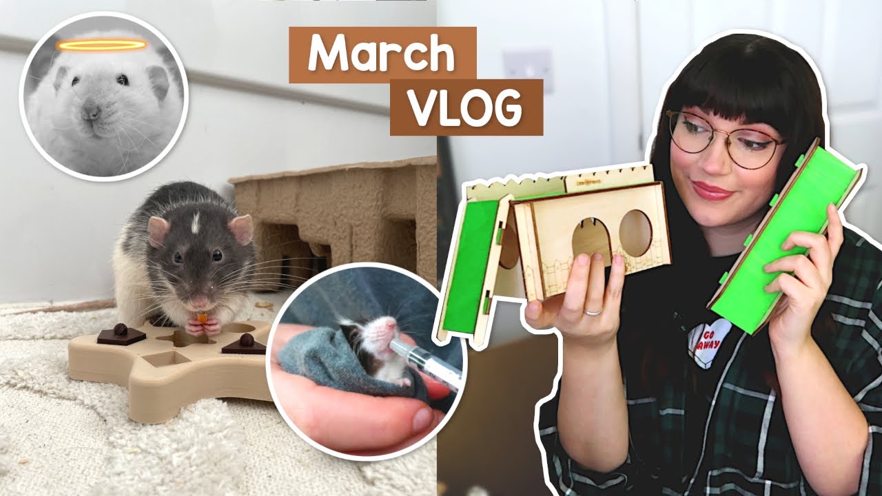 What Should I Feed To My Pet Rat? Pet Rat Diet Guide Oxbow