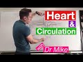 Heart Circulation | Cardiology