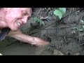 Primitive: Find fish catch fish in wild pond - Find for food in flood season