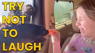 Funniest Animals Of The Week Try Not To Laugh Challenge