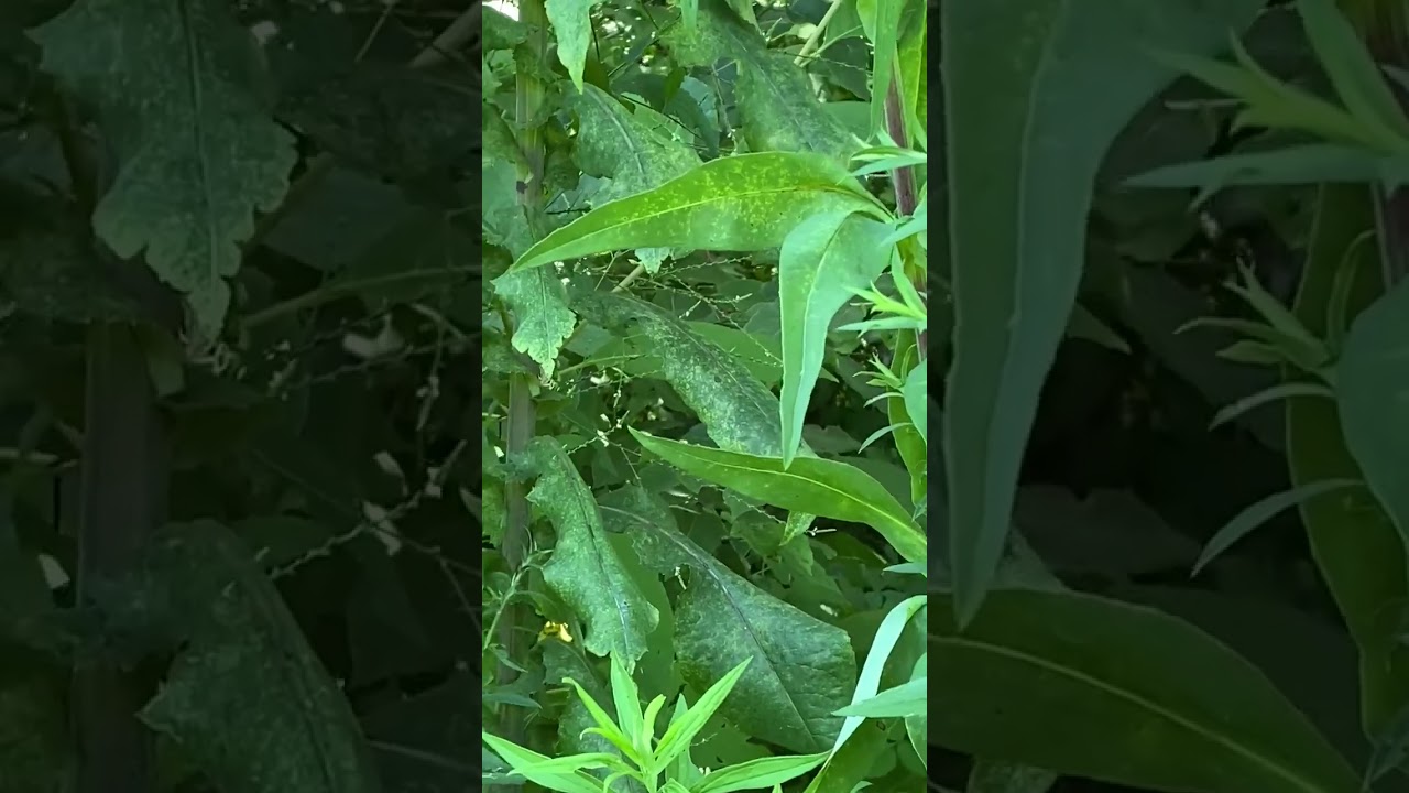 White Vervain, aka nettle-leaved vervain 