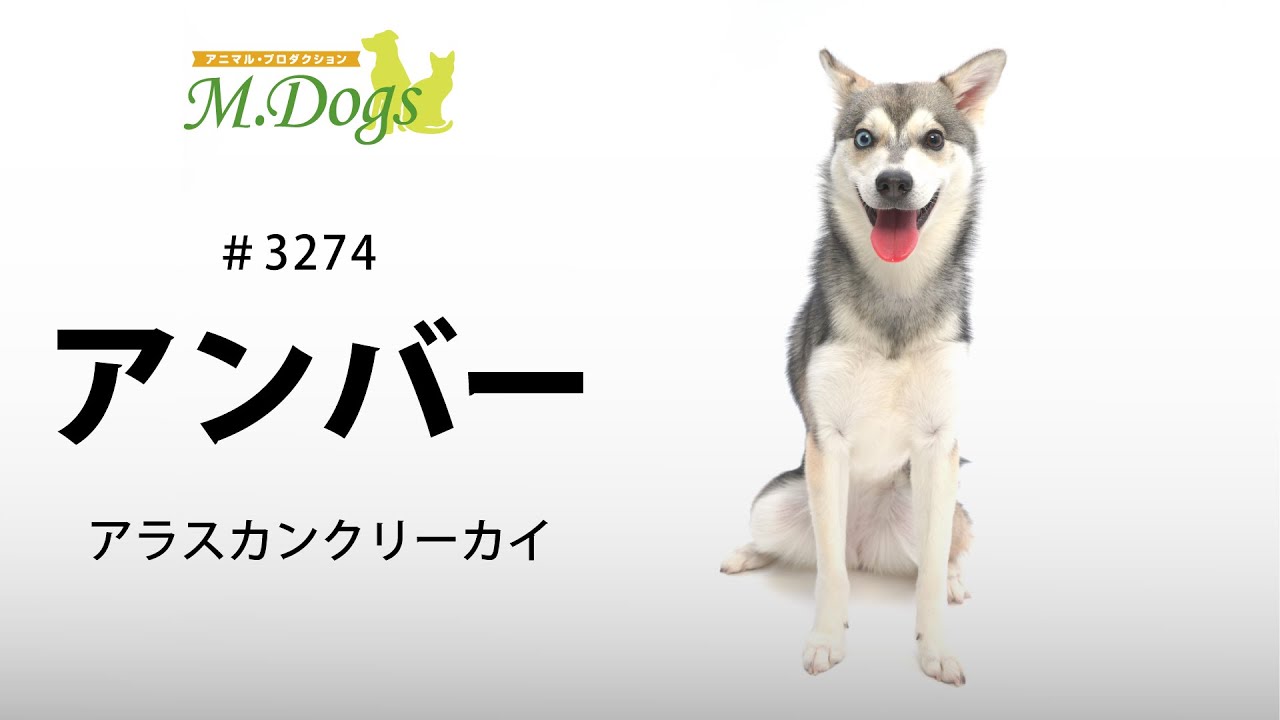 ペットモデル 3274 アラスカンクリーカイ アンバー Youtube ペットモデル 3274 アラスカンクリーカイ アンバー Youtube