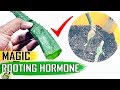 MAGIC ROOTING HORMONE -ALOE VERA GEL for CLONING Plants vs Costly Powders