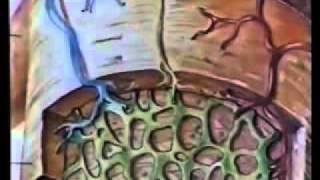 Кровообращение Кровообращение