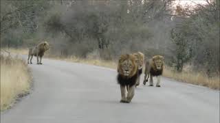Onvergetelijk! Leeuwen patrouille door het Krugerpark - Zuid Afrika