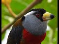 Bird Photography in Ecuador with Neblina Forest!!!