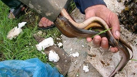 Đặt Trúm Lươn ở Rừng U Minh Hạ ( Cà Mau)