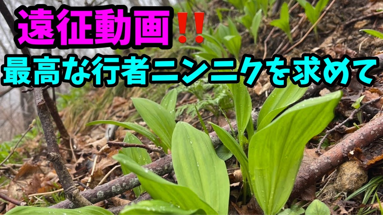 さぁーいくぞー 行者ニンニク採り遠征行ってきました‼️ - YouTube