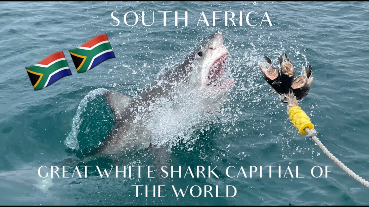 Ocean Research- Great White Shark Internship 2021