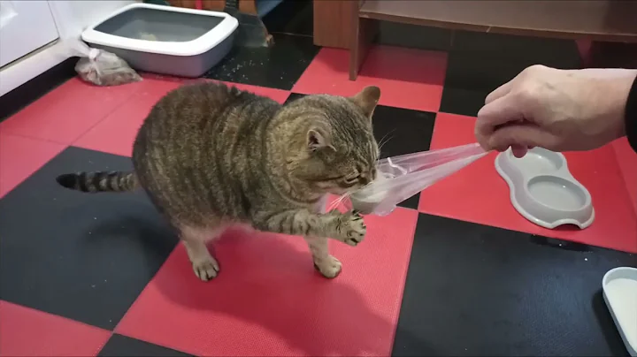 Watch the video about Funny cats .The history of the gray-blue cat.#respect #funnycat #video