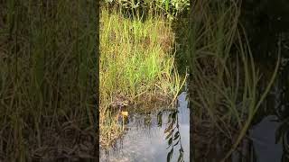 BioHavens Biomimic Natural Floating Islands - like these in a trout pond in Montana