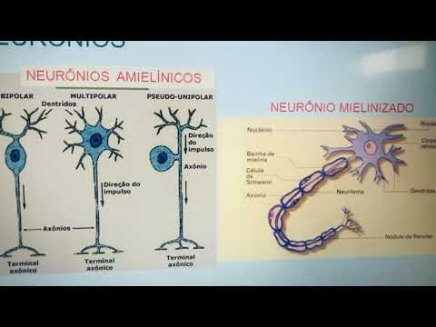 Vídeo: Diferença Entre Neurilema E Bainha De Mielina