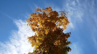 Ücretsiz Sonbahar Ağacı Video Görüntüsü - Free Fall Tree Video Footage