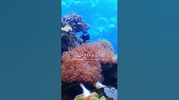 ياسر الدوسري|سورة النساء| آيه(٧٧)و(٧٨).