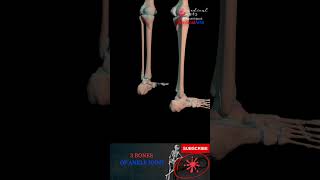 Ankle Joint Anatomy  - 3 Bones Of Ankle