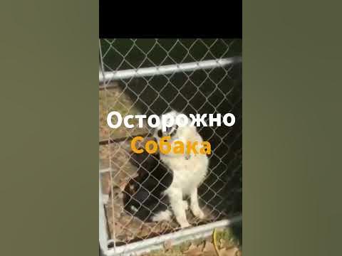 осторожно злая собака | #шортс #забавныеживотные - YouTube