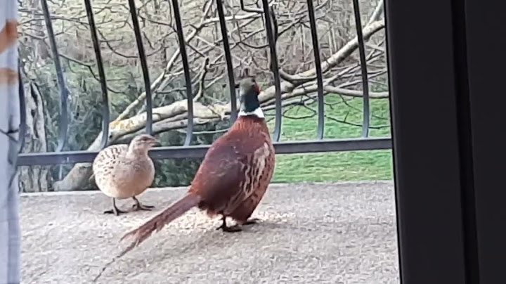 Faisan et Poules Faisanes : Scènes de ménage !  Visiteurs du jardin N°40