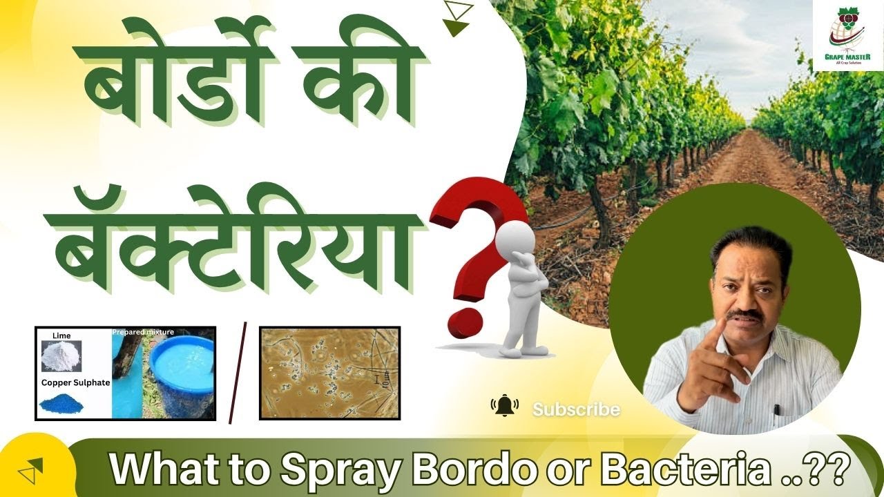 #बोर्डो की बॅक्टेरिया #what  to Spray Bordo or Bacteria ..??#grape #farming #krushivahini #द्राक्ष