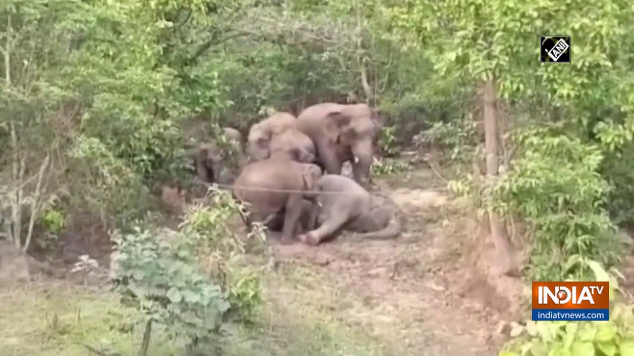 Herd continues to `mourn` elephant`s death by surrounding its carcass in Chhattisgarh