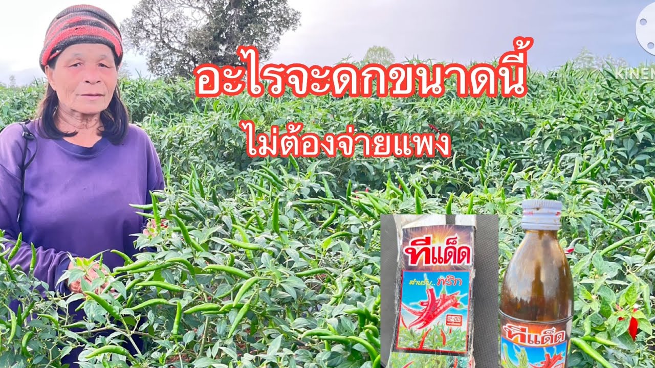 #พริกดกลูกสวย