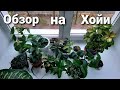 ОБЗОР НА ХОЙИ / Самые сложные для меня растения