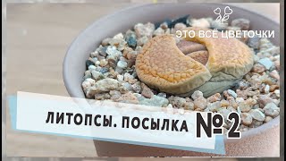 Посылка №2  Литопсы