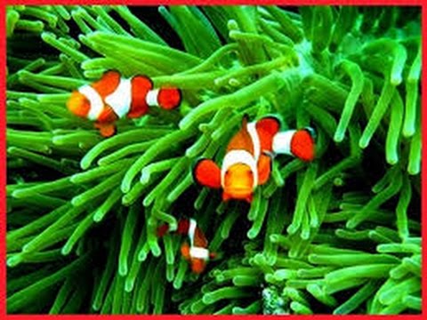 Jenis Anemon Untuk Ikan  badut  YouTube