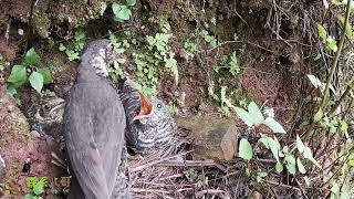 The cuckoo stands by the nest and spreads its wings to block other birds杜鹃鸟为了独霸食物，站在窝边，张开翅膀阻挡其他小鸟