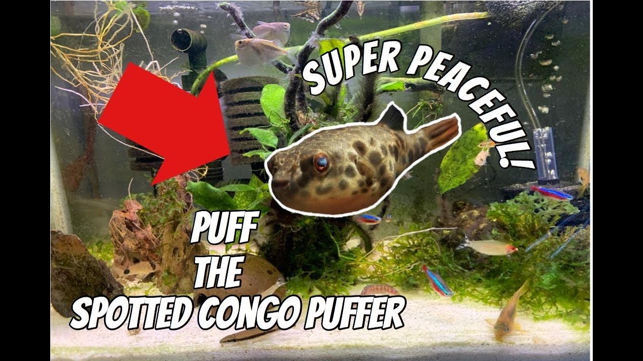 My *New* Spotted Congo Puffer!! (Tetraodon Schoutedeni)