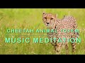 🐆 Cheetah Music Meditation 🧘‍♀️ 🧘 | Animal Totem | Speed, Focus, Manifestation &amp; Dream Power