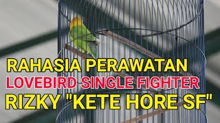 Rahasia Perawatan Lovebird Single Fighter Dengan Isolasi