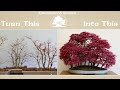 Evolution of corins deshojo maple forest bonsai  greenwood bonsai