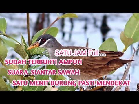 DIJAMIN DATANG......!! SUARA PIKAT BURUNG SIANTAR SAWAH
