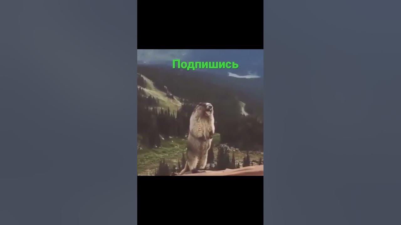 Бобёр орёт - YouTube