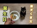 柴犬くま太　一歳の誕生日を迎え　お母ちゃんが会い来た日