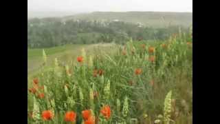 Dumanlı Dumanlı Oy Bizim Eller