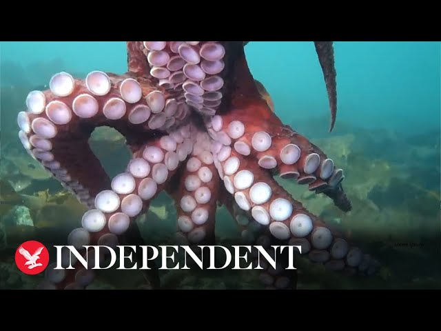 Octopus 'hugs' Canadian diver, giving close up view of suckers