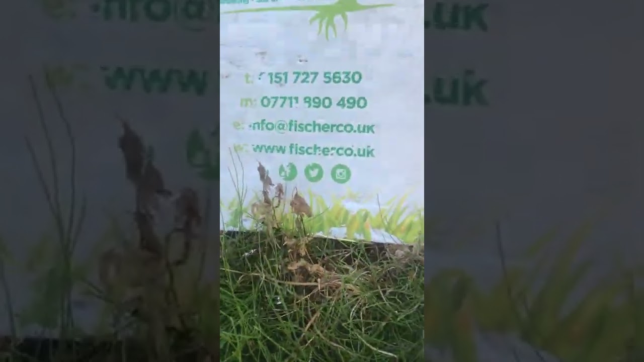 Mares tail invasive weed eradication and management by Fischerco