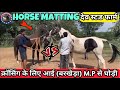 क्रॉसिंग के लिए आई (बरखेड़ा) M.P से घोड़ी