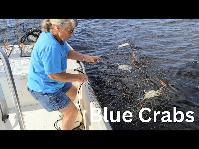 BLUE CRABS, Why It's Just Us Crabbing 