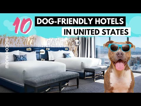 Video: The 10 Best Dog-Friendly Hotels