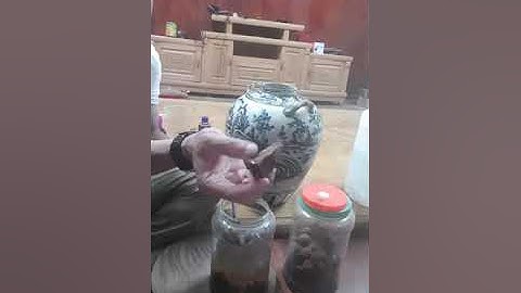 Ngâm rượu tứn khửn đúng cách