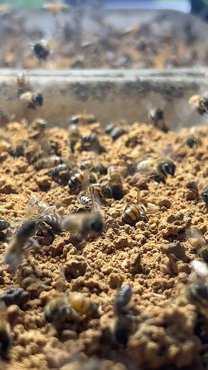 Oooh!! Wow so many bees worker is collected pollen #honey #farming #honeybeedance