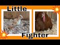 Saving Little Fighter turkey poult