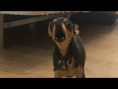 Video: How To Choose A Toy Terrier Puppy