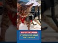 Paralyzed shelter kitten gets a wheelchair made of rulers and Hot Wheels