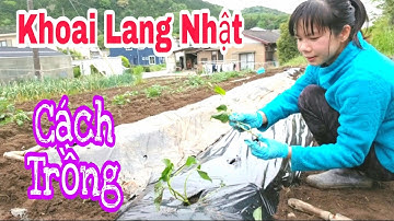Chia Sẻ Cách Trồng KHOAI LANG Của Người Nhật được Nhiều Củ To | How to grow Japanese Sweet Potatoes